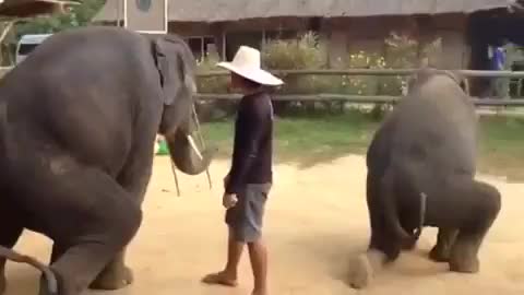 Ган ган стаил слонов