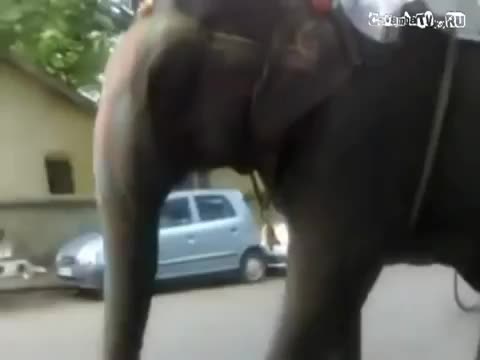 Обгон слонов запрещен