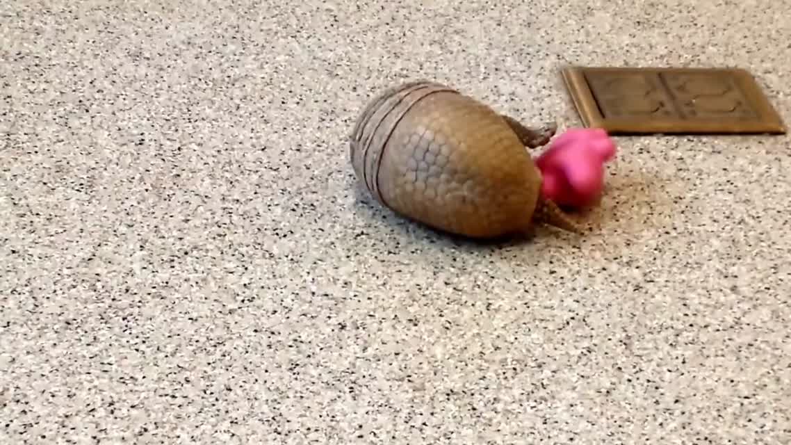Броненосец играет со своей игрушкой в зоопарке.