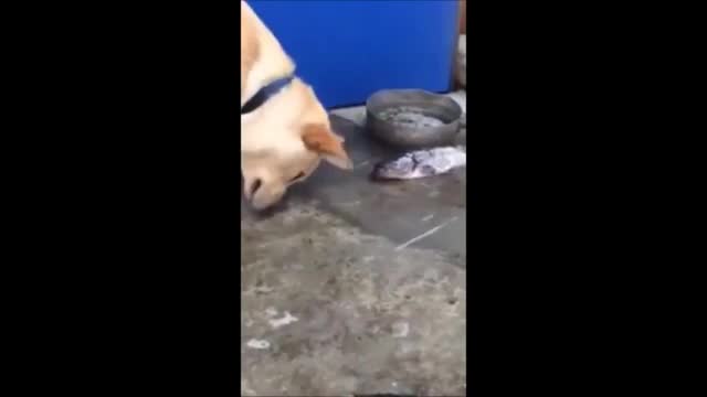 Собака спасает рыбу