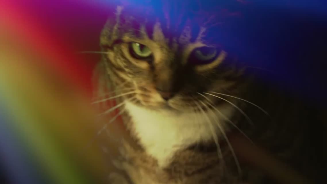 Кошачий клип Meow Mix - EDM