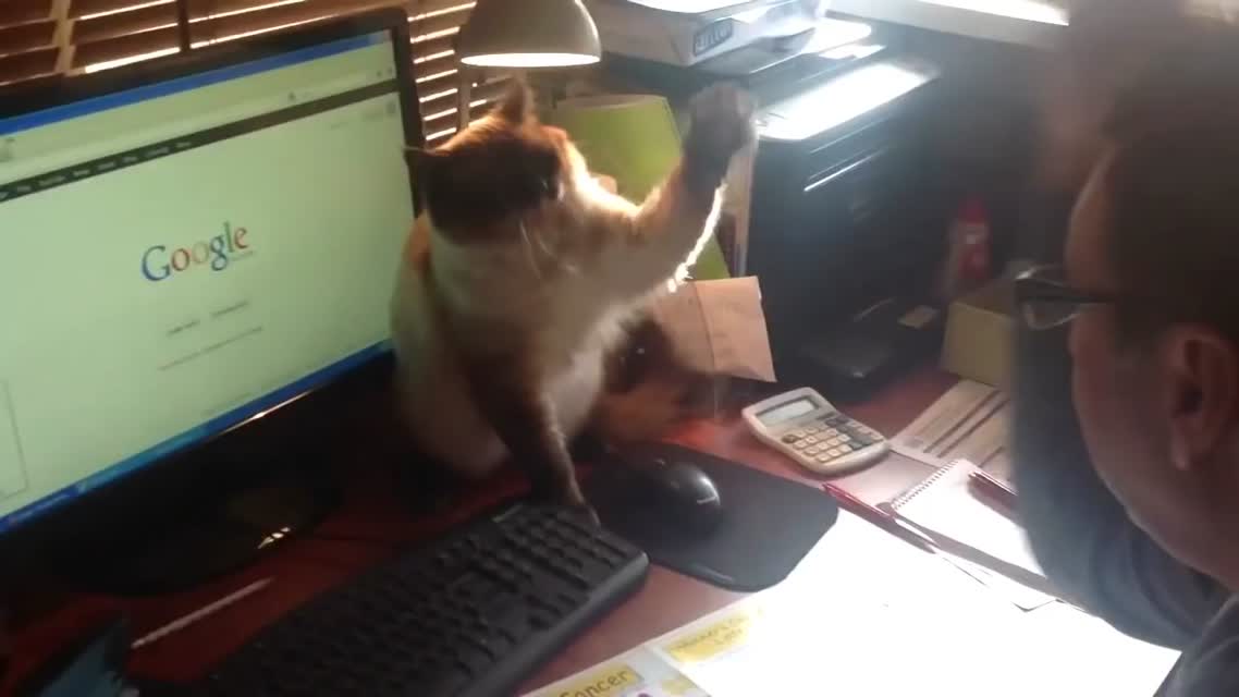 Crazy cat fights for computer mouse