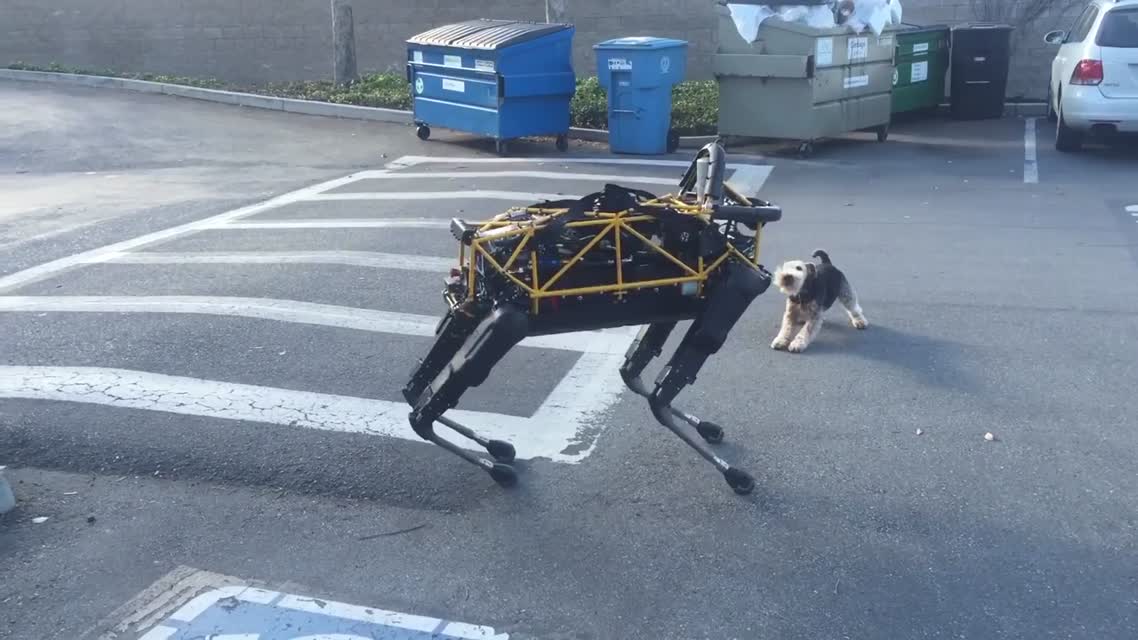 Конфликт робота-собаки с живым псом