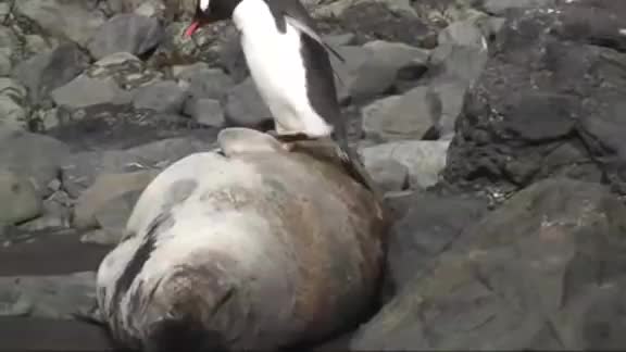 Penguin tramples seal