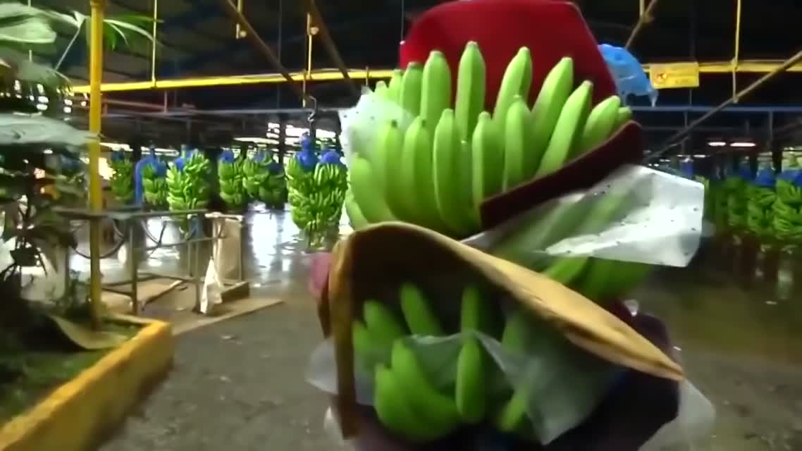 Как выращивают бананы, современная банановая ферма